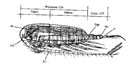 Fig. G1A : Calanus finmarchicus ( femelle ) ( vue latrale schmatique )