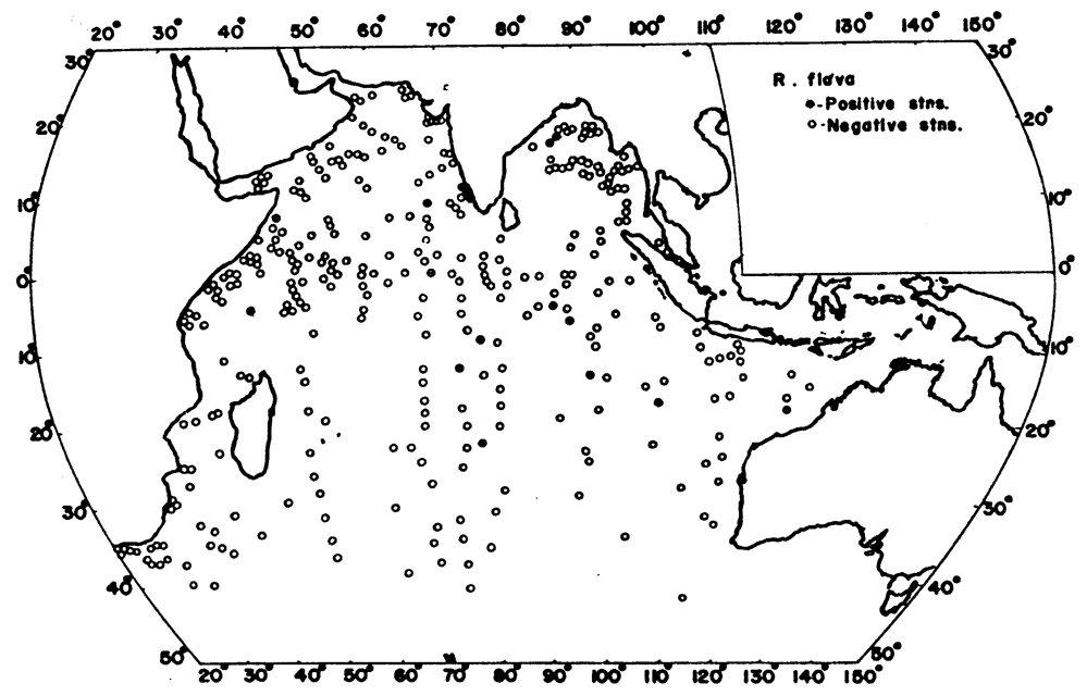 Species Ratania flava - Distribution map 3