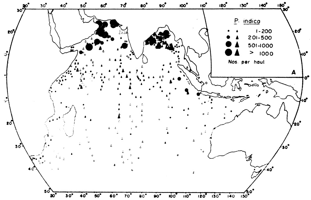 Species Pleuromamma indica - Distribution map 3