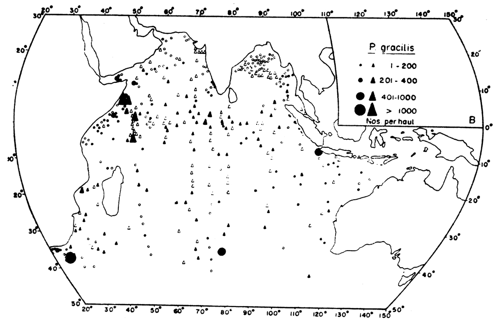 Species Pleuromamma gracilis - Distribution map 4
