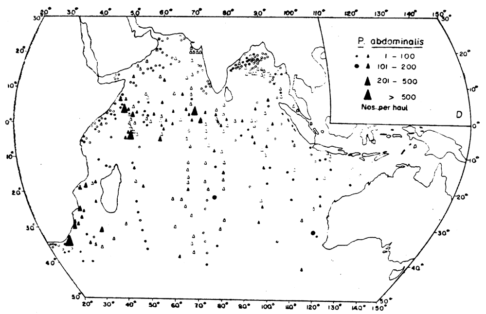 Species Pleuromamma abdominalis - Distribution map 4