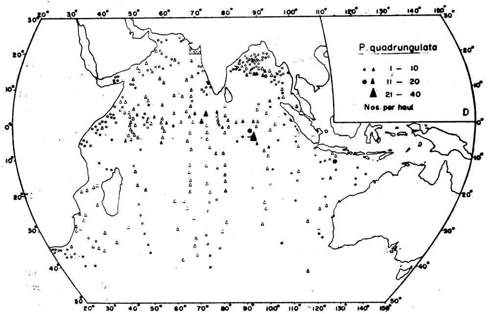 Species Pleuromamma quadrungulata - Distribution map 3