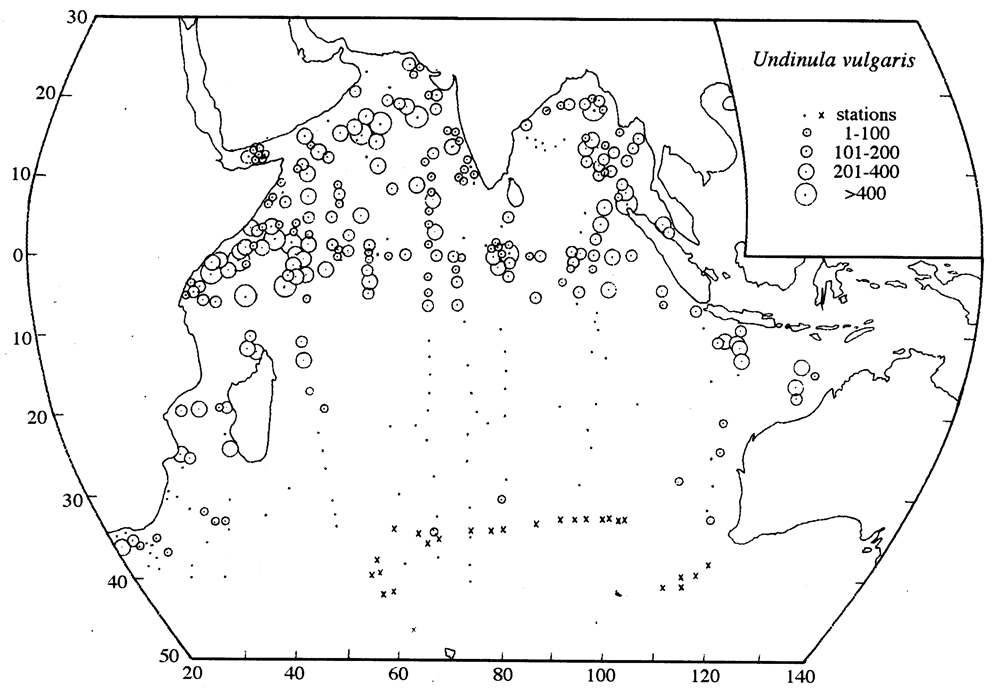 Species Undinula vulgaris - Distribution map 3