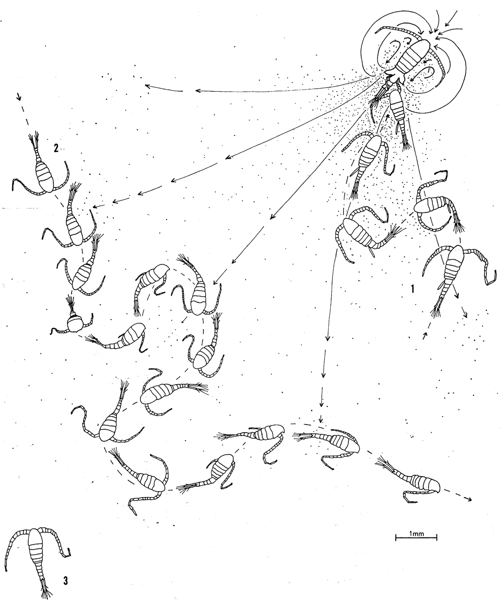 Espce Eurytemora affinis - Carte de distribution 1