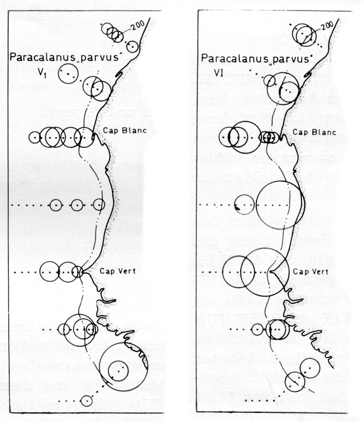 Species Paracalanus parvus - Distribution map 12