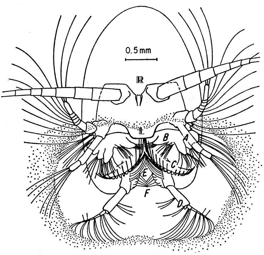 Espce Calanus hyperboreus - Carte de distribution 12