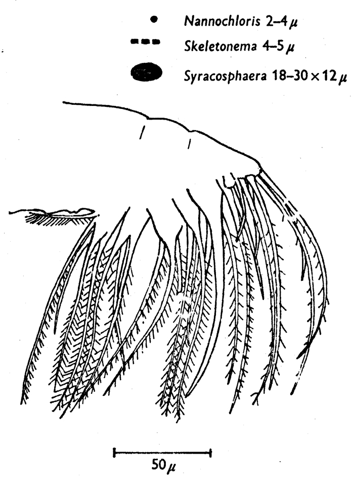 Species Temora longicornis - Distribution map 33