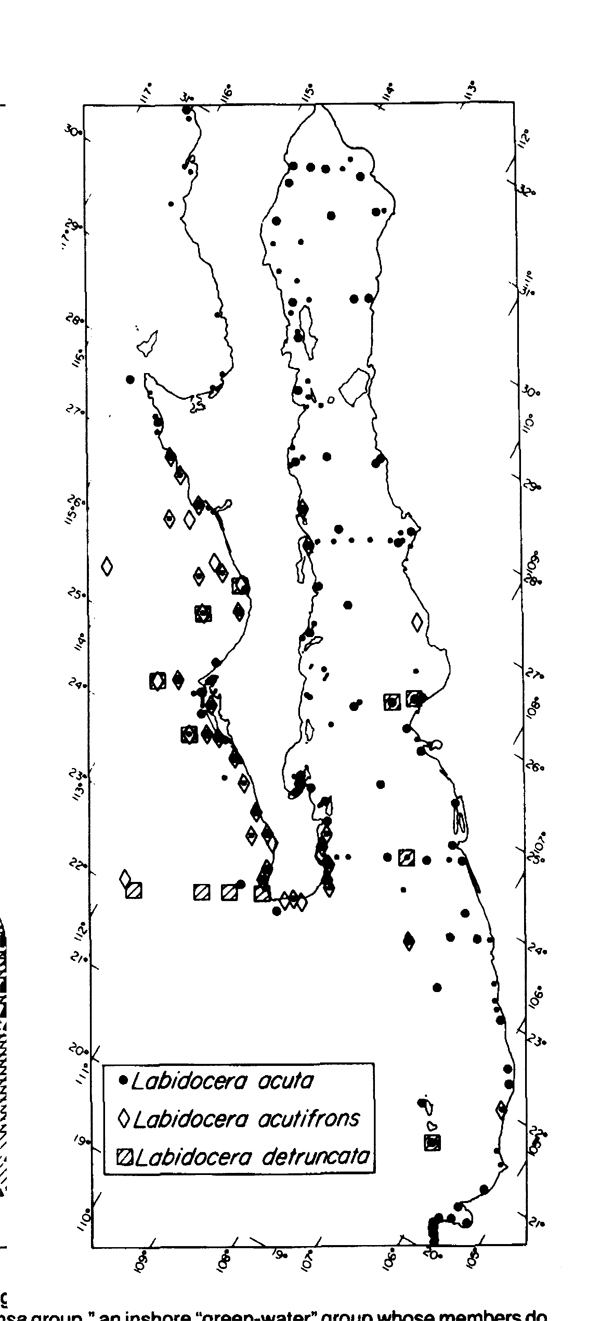 Espce Labidocera acuta - Carte de distribution 6