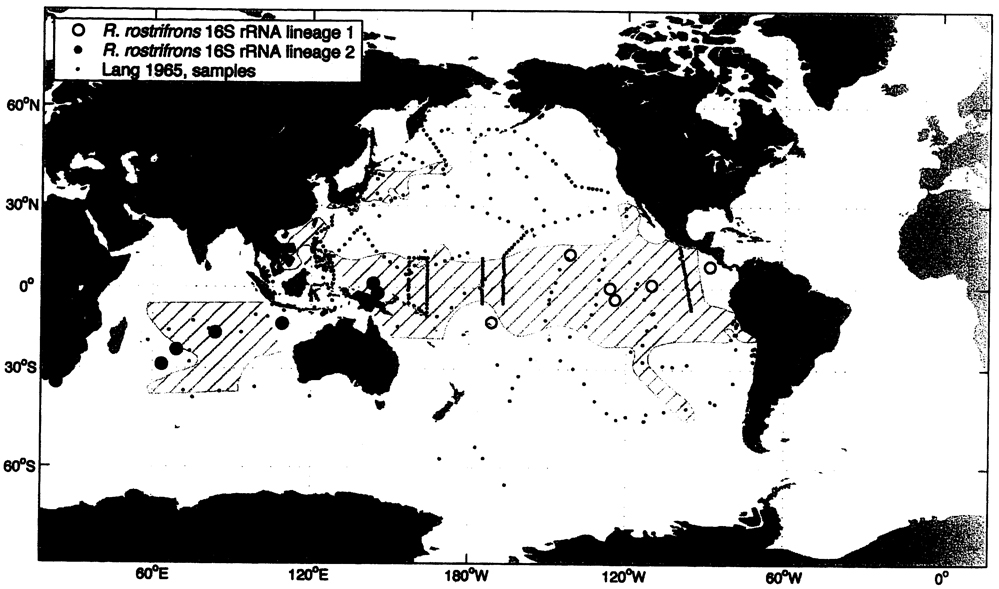 Species Rhincalanus rostrifrons - Distribution map 3