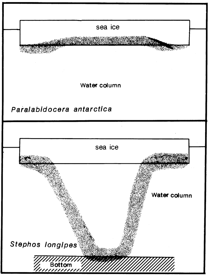 Espèce Paralabidocera antarctica - Carte de distribution 5