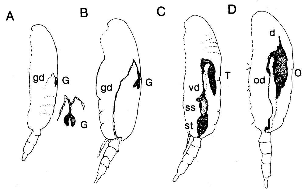 Espèce Pseudocalanus acuspes - Carte de distribution 3