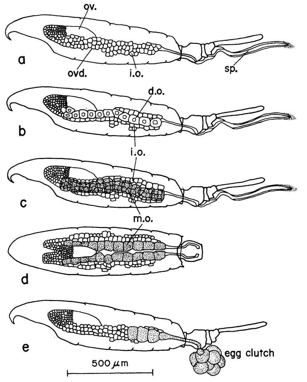 Espce Sinocalanus tenellus - Carte de distribution 2