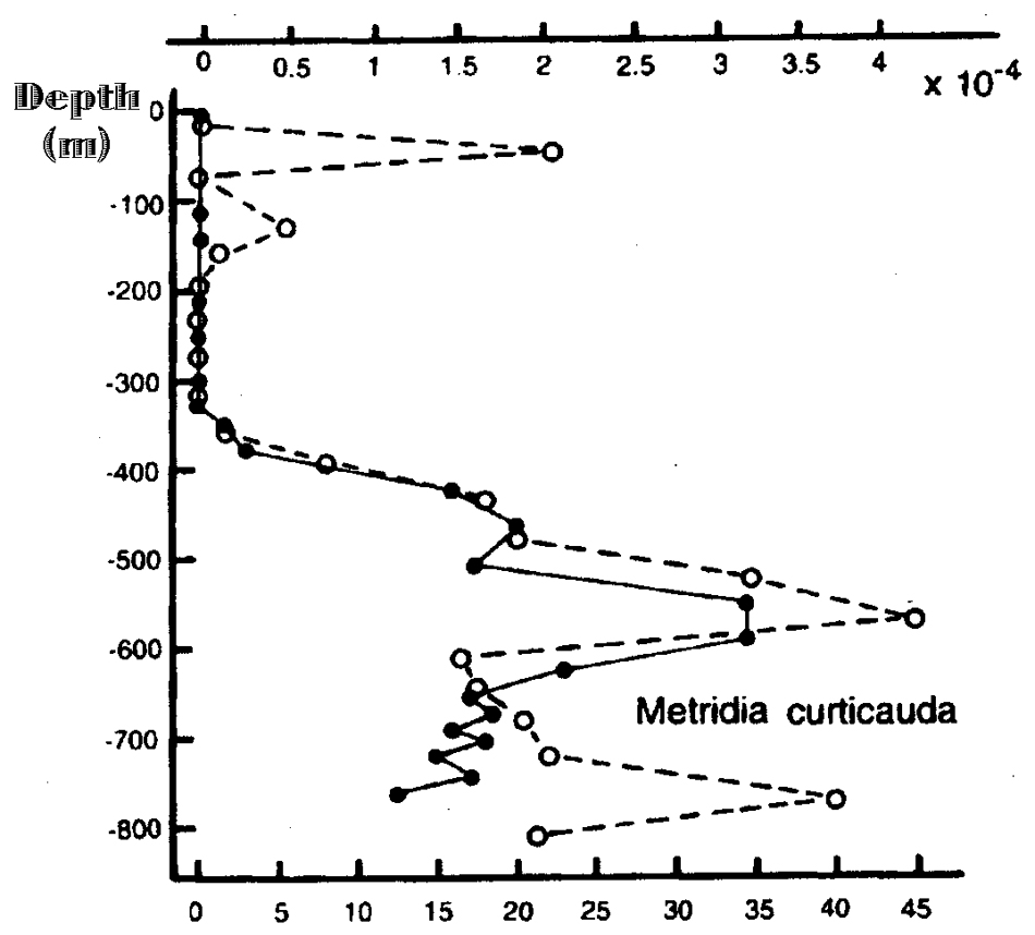 Espce Metridia curticauda - Carte de distribution 5