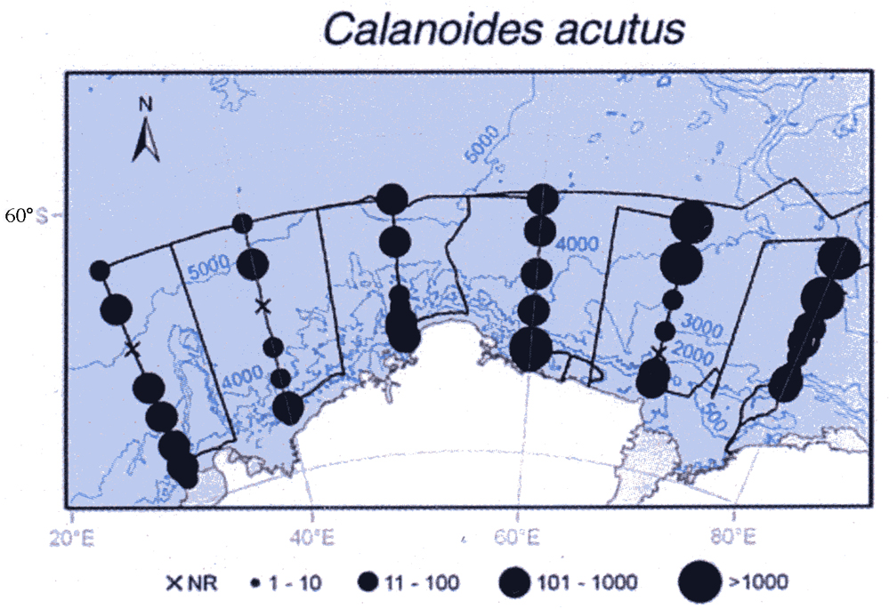 Espce Calanoides acutus - Carte de distribution 26