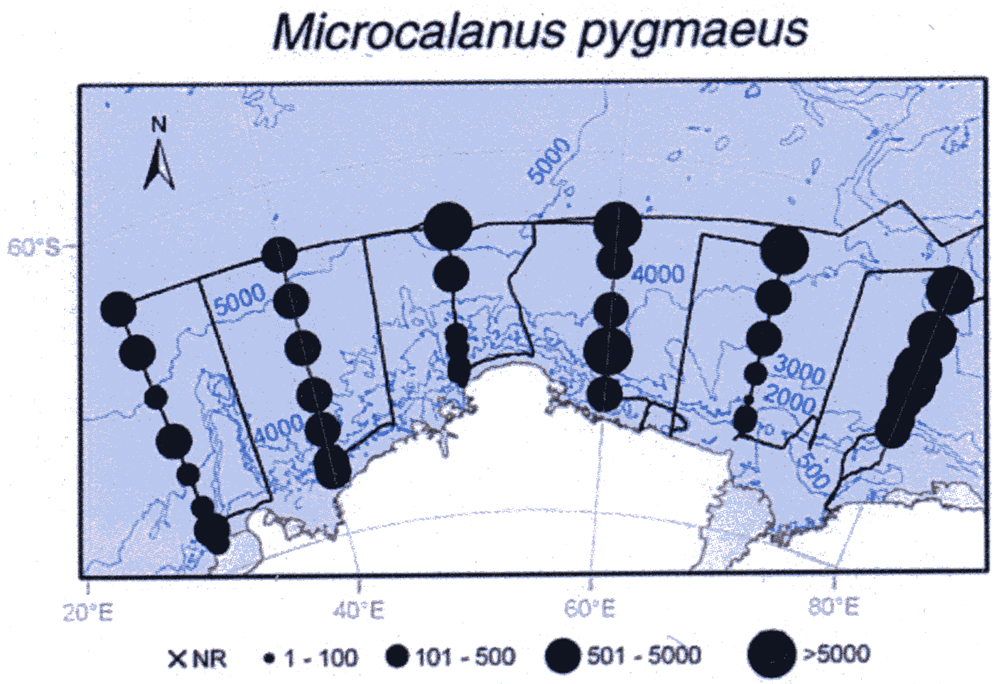 Species Microcalanus pygmaeus - Distribution map 13