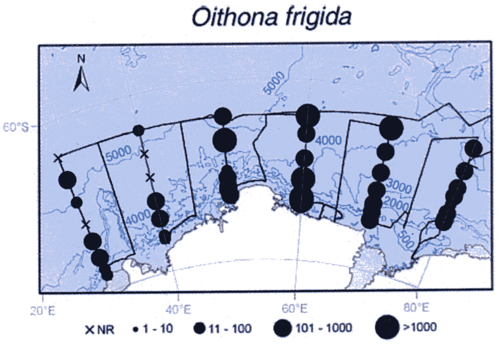 Espce Oithona frigida - Carte de distribution 5