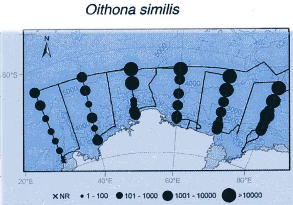 Espèce Oithona similis-Group - Carte de distribution 25
