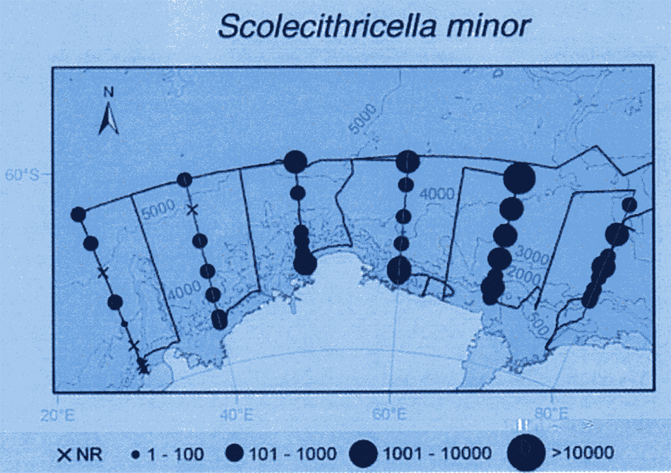 Species Scolecithricella minor - Distribution map 5