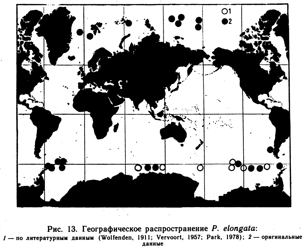 Species Pseudochirella spectabilis - Distribution map 4