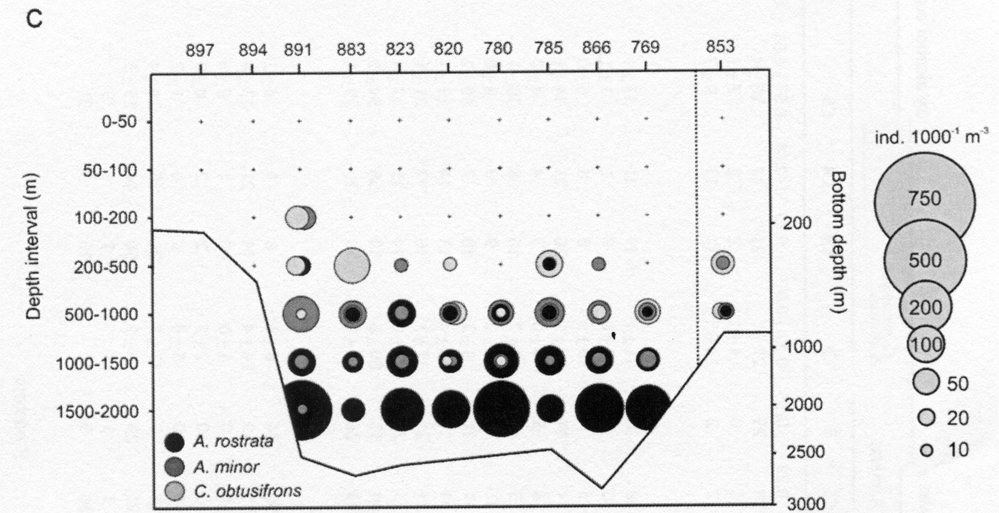 Espèce Chiridius obtusifrons - Carte de distribution 4
