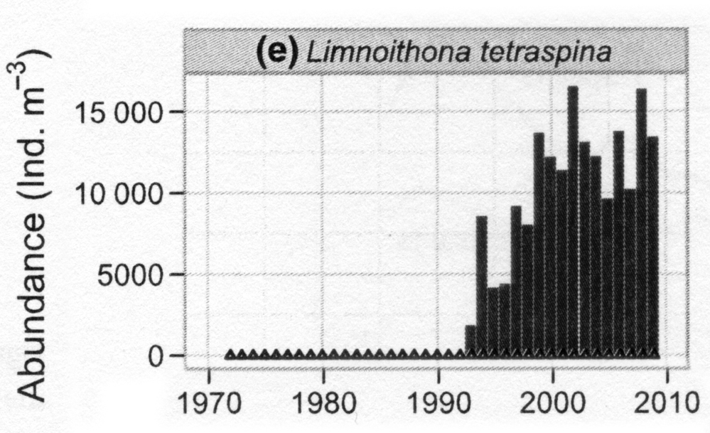 Species Limnoithona tetraspina - Distribution map 2
