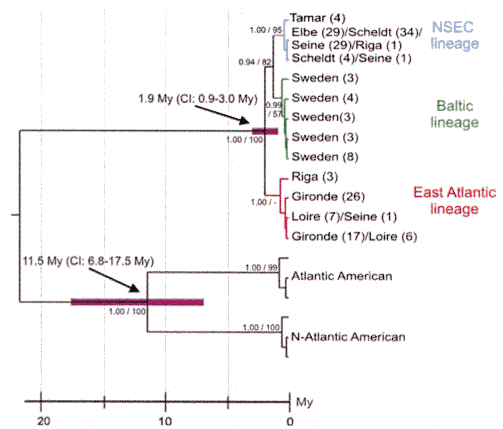 Espce Eurytemora affinis - Carte de distribution 10