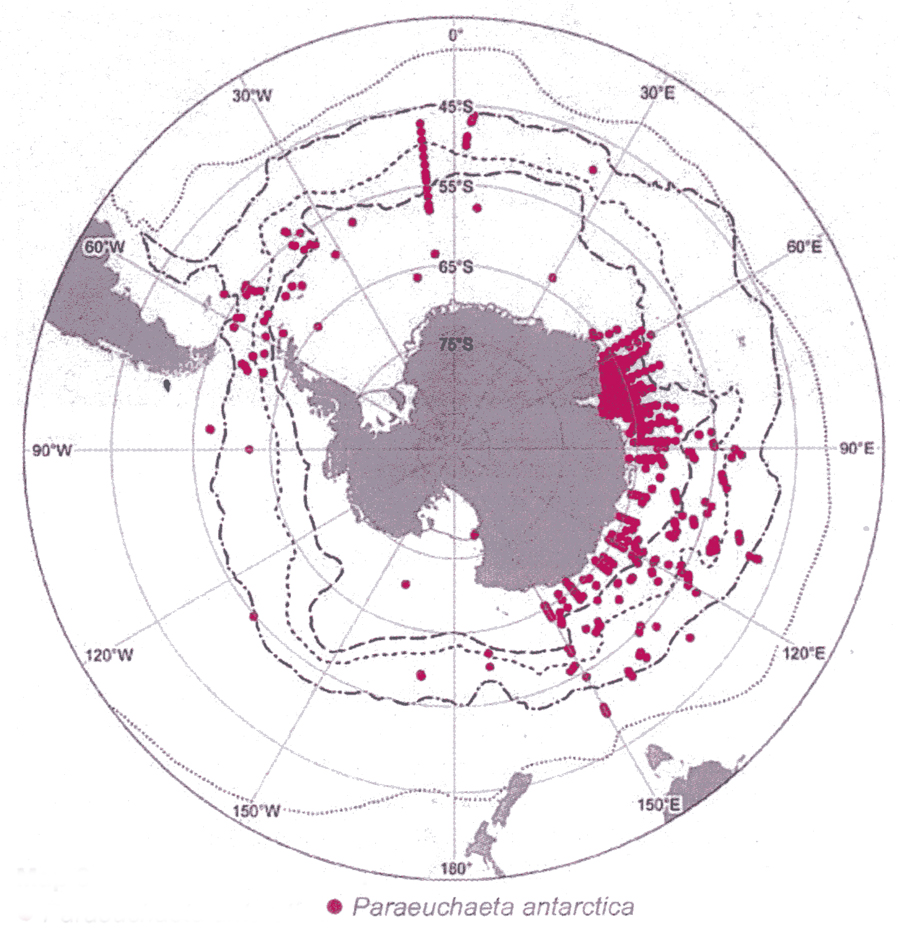 Species Paraeuchaeta antarctica - Distribution map 19
