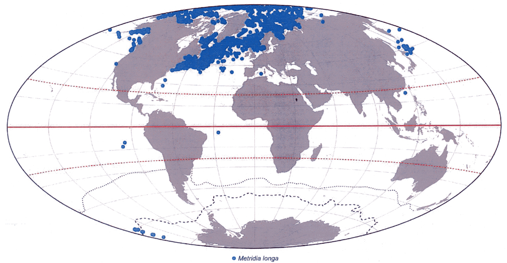 Species Metridia longa - Distribution map 11