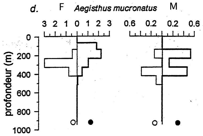 Species Aegisthus mucronatus - Distribution map 4