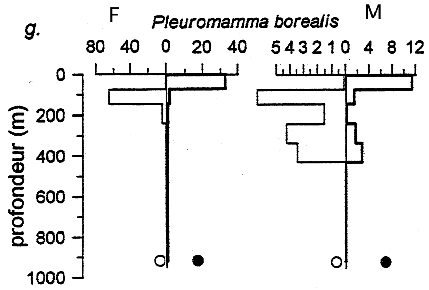 Espèce Pleuromamma borealis - Carte de distribution 10