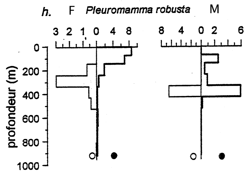 Espèce Pleuromamma robusta - Carte de distribution 11