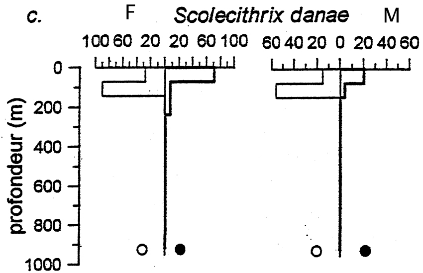 Espèce Scolecithrix danae - Carte de distribution 11