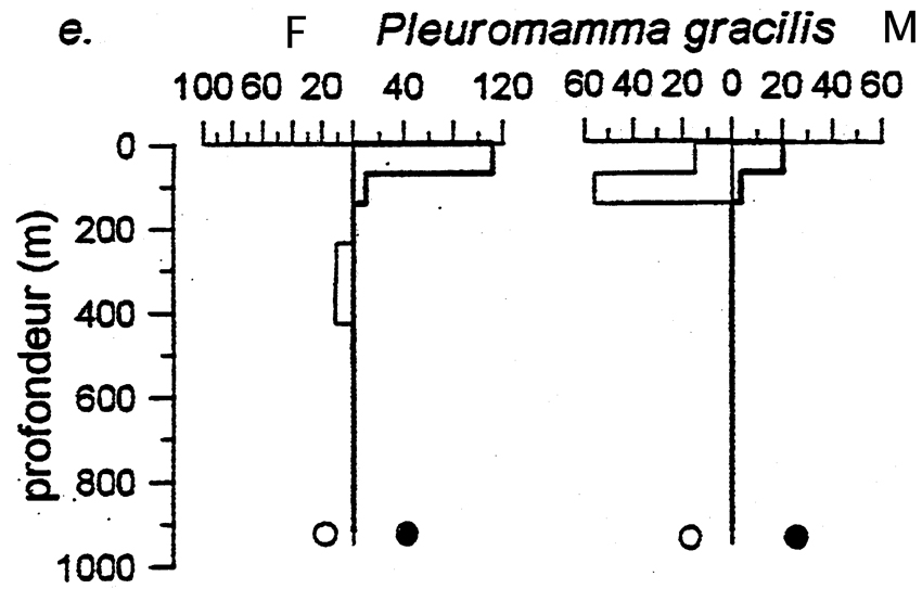 Espce Pleuromamma gracilis - Carte de distribution 12