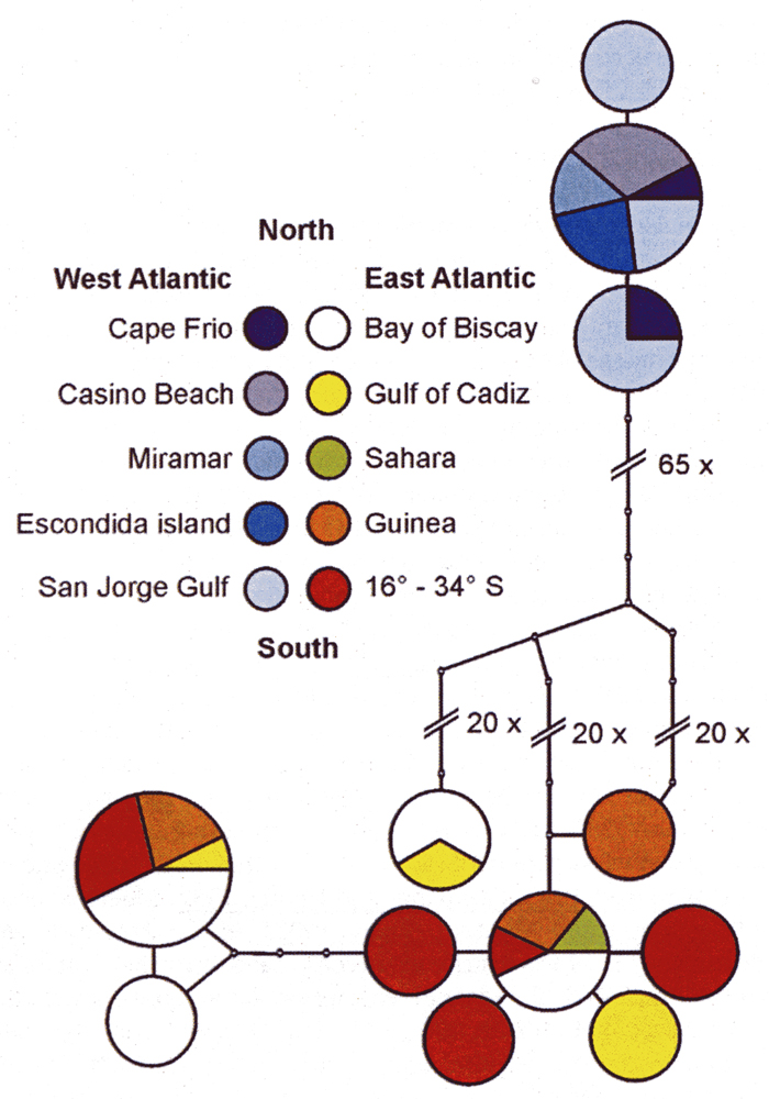 Espce Calanoides carinatus - Carte de distribution 8