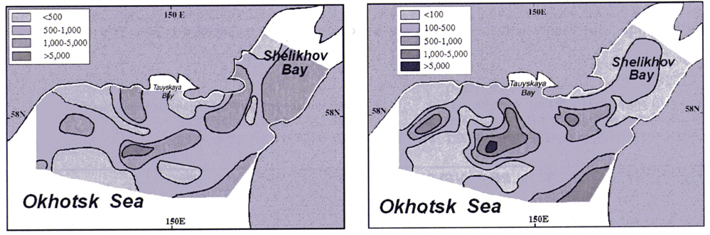 Species Metridia okhotensis - Distribution map 8
