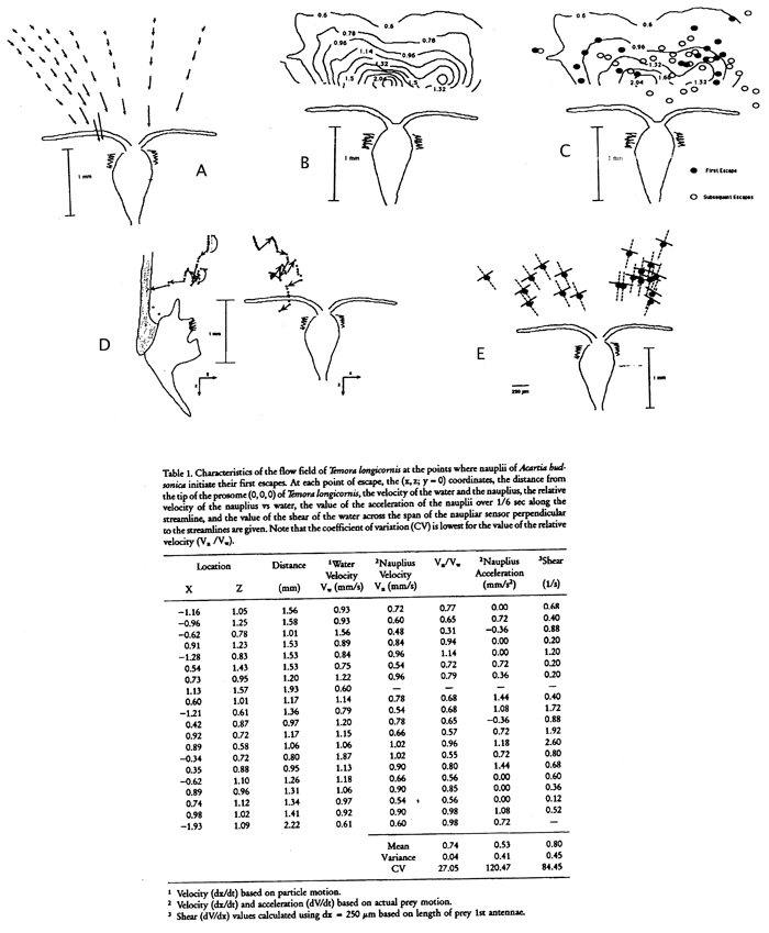 Species Acartia (Acartiura) hudsonica - Distribution map 17