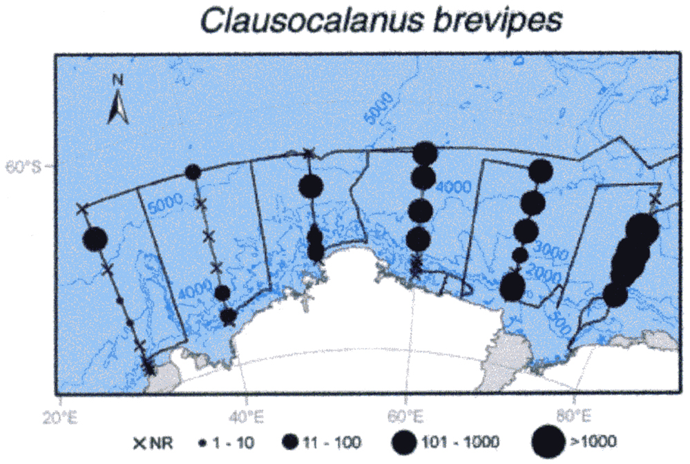 Species Clausocalanus brevipes - Distribution map 8