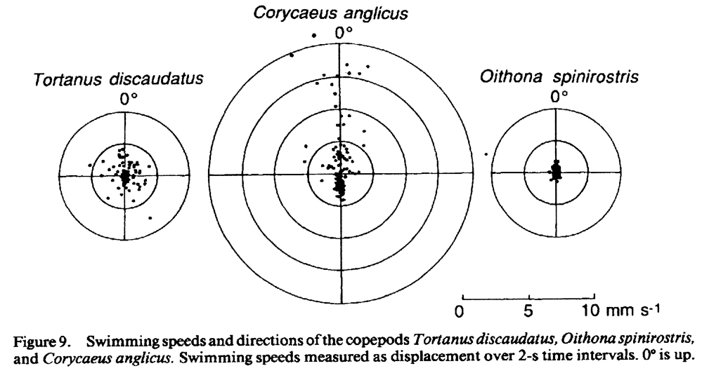 Espèce Corycaeus (Ditrichocorycaeus) anglicus - Carte de distribution 7