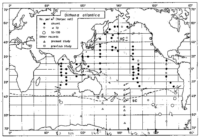 Espce Oithona atlantica - Carte de distribution 4
