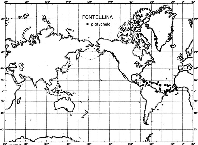 Species Pontellina platychela - Distribution map 2