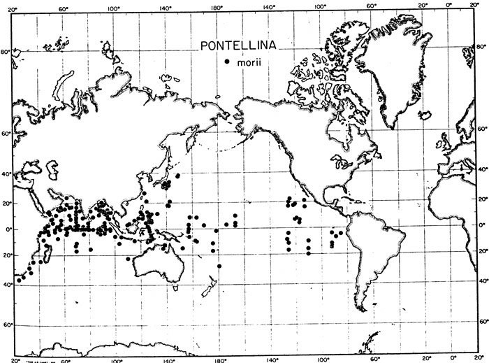 Species Pontellina morii - Distribution map 2
