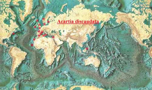 Espce Acartia (Acartiura) discaudata - Carte de distribution 3