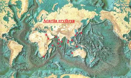 Species Acartia (Odontacartia) erythraea - Distribution map 2