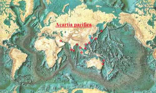 Species Acartia (Odontacartia) pacifica - Distribution map 2
