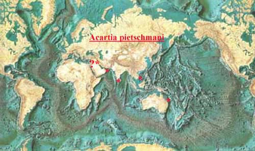 Species Acartia (Acanthacartia) pietschmani - Distribution map 2