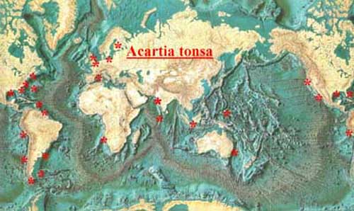 Espèce Acartia (Acanthacartia) tonsa - Carte de distribution 4