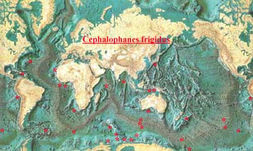 Species Cephalophanes frigidus - Distribution map 3