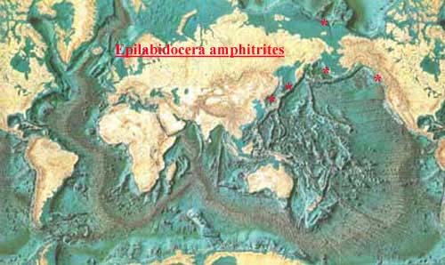 Species Epilabidocera longipedata - Distribution map 2