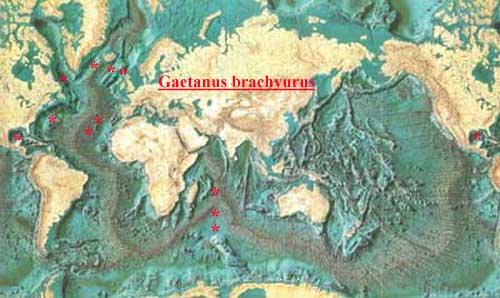 Espèce Gaetanus brachyurus - Carte de distribution 2
