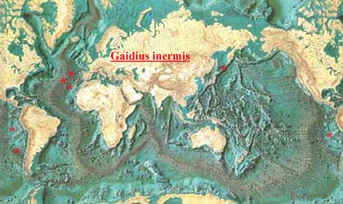 Espce Gaetanus inermis - Carte de distribution 2